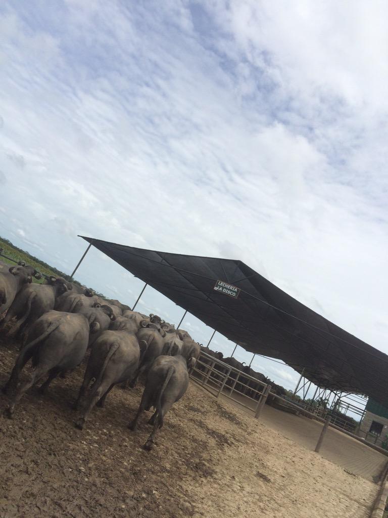 būf CREAMERY tweet media