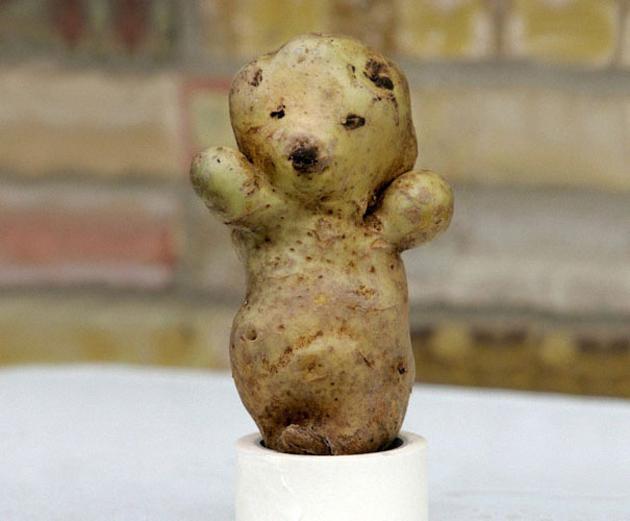noticias24's tweet photo. EN FOTOS: 22 inusuales formas de frutas y vegetales un tanto sorprendentes http://t.co/eA8dLlxoif http://t.co/IwmUYbbrR6
