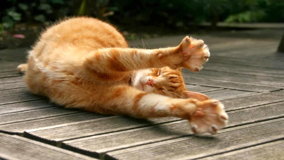 Botanichka's tweet image. Засы-ы-ы-ыпаем. До завтра. :)