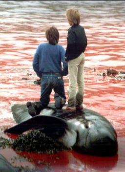 tlmakio's tweet photo. The #FaroeIslands go beyond horror. decapitation for pleasure, dragging unborn babies from mothers  https://t.co/xPaXOabyP9 #OpKillingBay