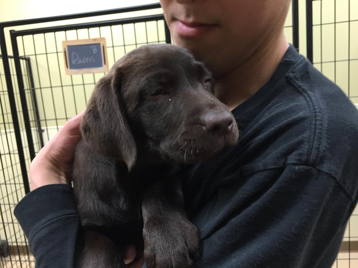 Club_Pooche's tweet photo. Now this is how to start of a new work week...
#HoCoMD #HoCoDogs #DoggieDayCare http://t.co/Q2bT7BiRX2