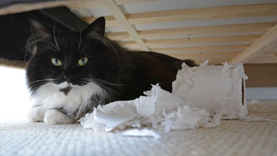 maternitymedic's tweet photo. Sylvie proving those golden labradors wrong.."Soft, Strong and very Long"...not so much... #FameNotShame http://t.co/6If1itUvGR
