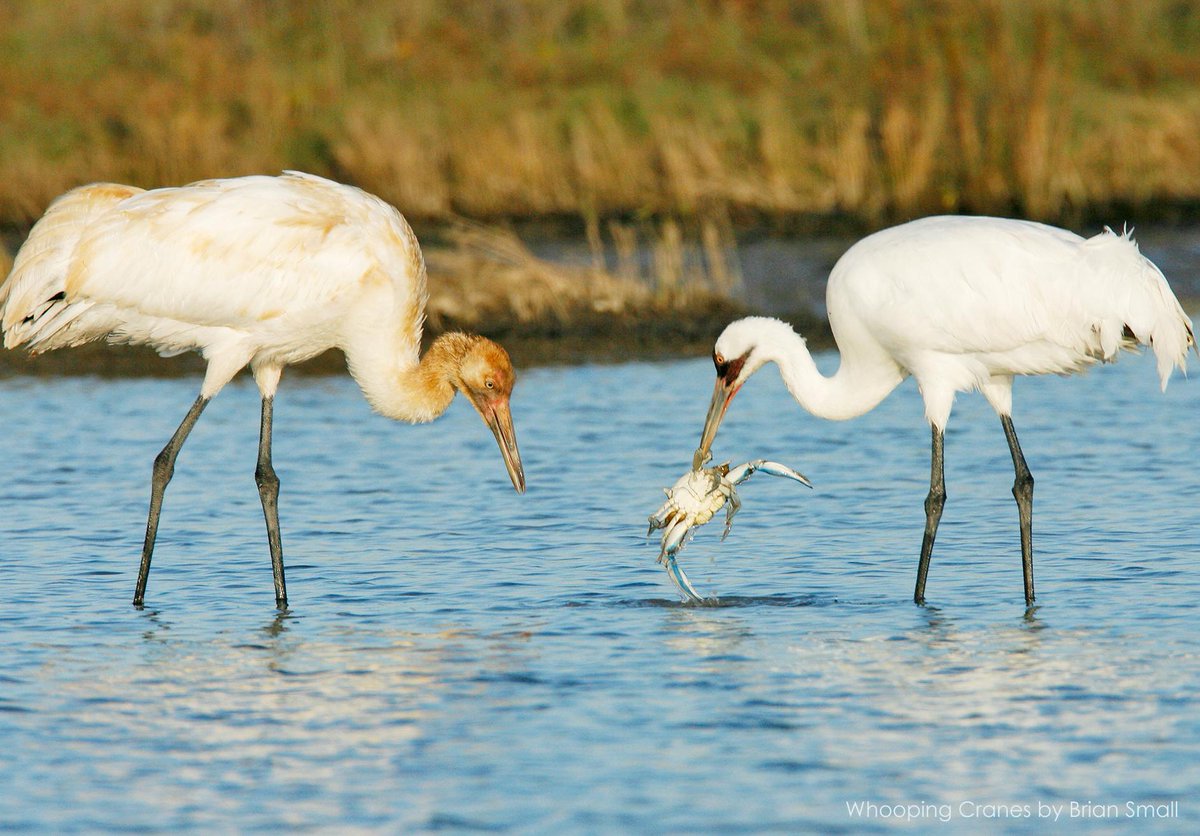 ABCbirds's tweet photo. Supreme Court decided last week not to hear case involving deaths of 23 Whooping Cranes: http://t.co/HEztAMebj3 http://t.co/hBrOjlChgf