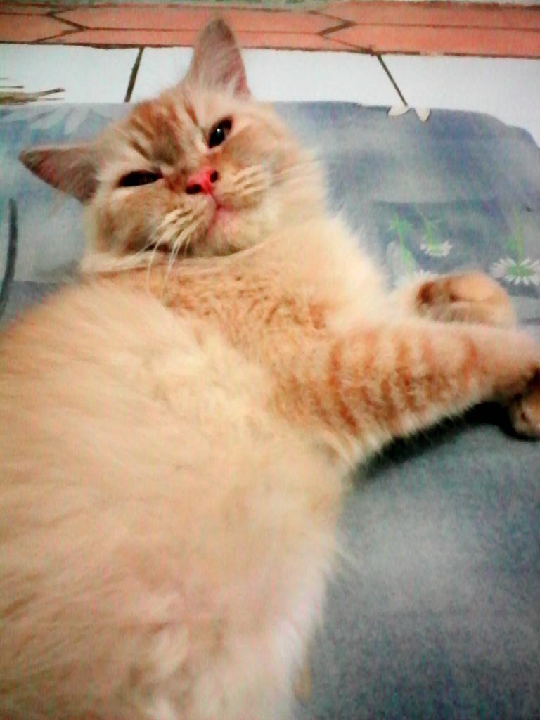 amandaibra's tweet photo. Embul lope pullll http://t.co/W6DObfABhc