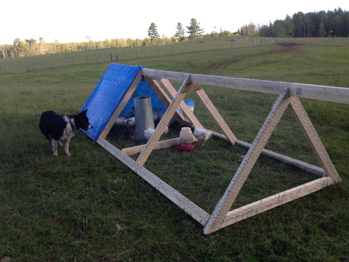 WooliesNS's tweet photo. Chicken tractors, what a great idea to get pastured poultry that isn't all over your yard! #upperbrookfarming http://t.co/bbfAMNSfeF