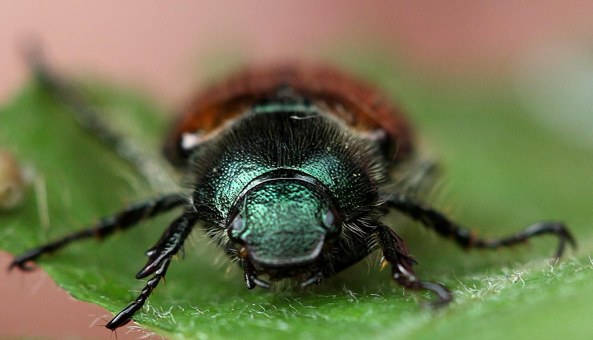 raptorwatcher's tweet photo. Garden Chafer Beetle @30DaysWild #messinghamsandquarry @wildlifetrusts #bughunting #lincswildlife #day29 #beetles http://t.co/JPZLAhs09H