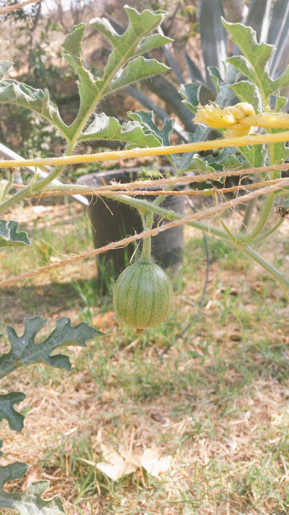 seedsthegame's tweet photo. Tiny sugar baby watermelon will soon be juicy and ready for summer! http://t.co/GuaOZnoIsm