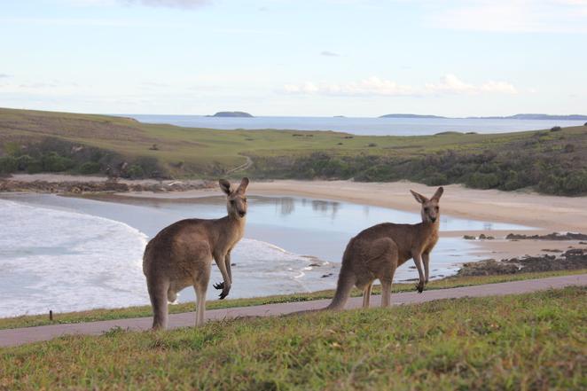 coffscoast's tweet image. Explore Emerald Beach buff.ly/1FzWCNh #WeekendNotes #meetthelocals buff.ly/1FzWCNi #kangaroos