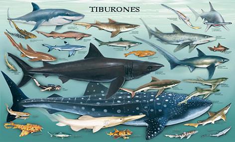 Animalescom1's tweet photo. Los tiburones antiguos eran diferentes a los de ahora las especies han estado desde 100 millones de años. http://t.co/bgv6Uqj3mo