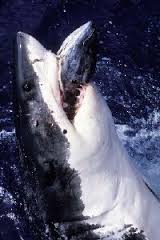 Animalescom1's tweet photo. Dieta.se alimentan de peces crustáceos moluscos plancton krill mamíferos marinos y otras especies. http://t.co/mRsXgDGGOT