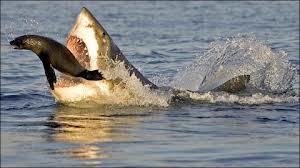 Animalescom1's tweet photo. Diet. fish feed on plankton, krill crustaceans molluscs marine mammals and other species. http://t.co/qhuWxUUNSO