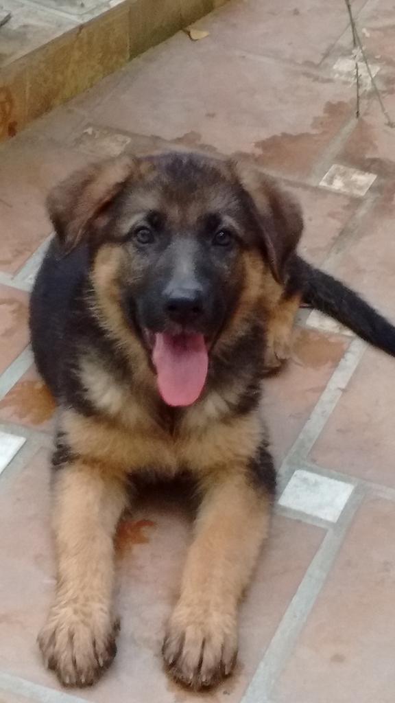 IsaAbenia's tweet photo. ¡Leia! 😍🐕😘 http://t.co/Jw6VBPRMjJ