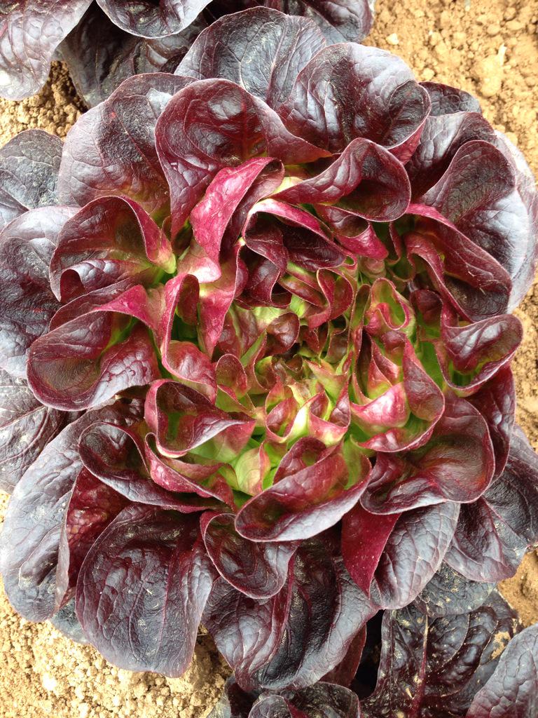 shedderly's tweet photo. Thank you Sainsburys for selling our gorgeous looking and tasty red salanova butterhead lettuce http://t.co/VEArQ3qpha