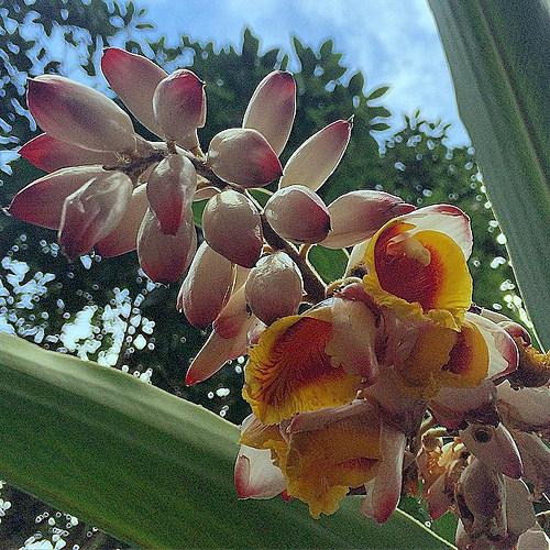 enmicolombia's tweet photo. @adaluzecheverria en Instagram publicó: #alpinia #jenjibrecascaron #azucenadeporcelana #enmicolombia #flower #bns_f… http://t.co/FpSSILxu9S