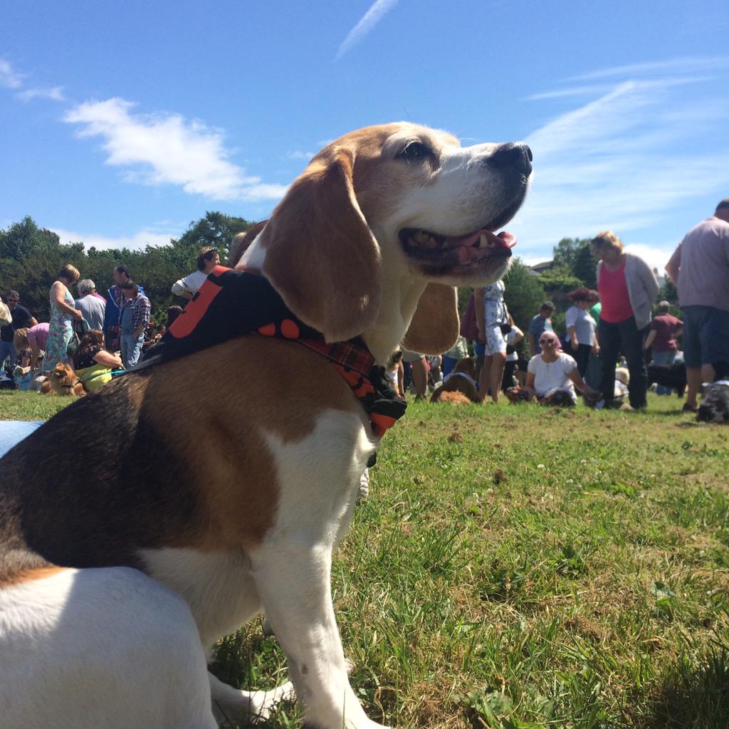 keiththame's tweet image. Tilly at the Soi Dog record breaking challenge at Ross on Wye. Fantastic day out.