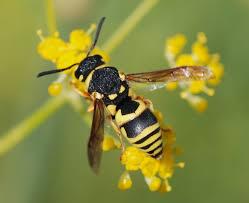 oconnorpest1's tweet photo. #stockporthour Its that time of year if you see on of these guys give us a call @oconnorpest1 http://t.co/M4TNMlRnAL