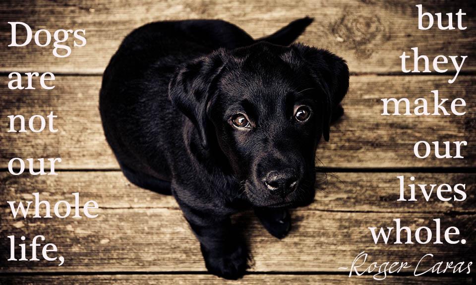 BouvierIns's tweet photo. #NationalPetAdoptionMonth #MotivationalMonday http://t.co/VASJPVoF1c