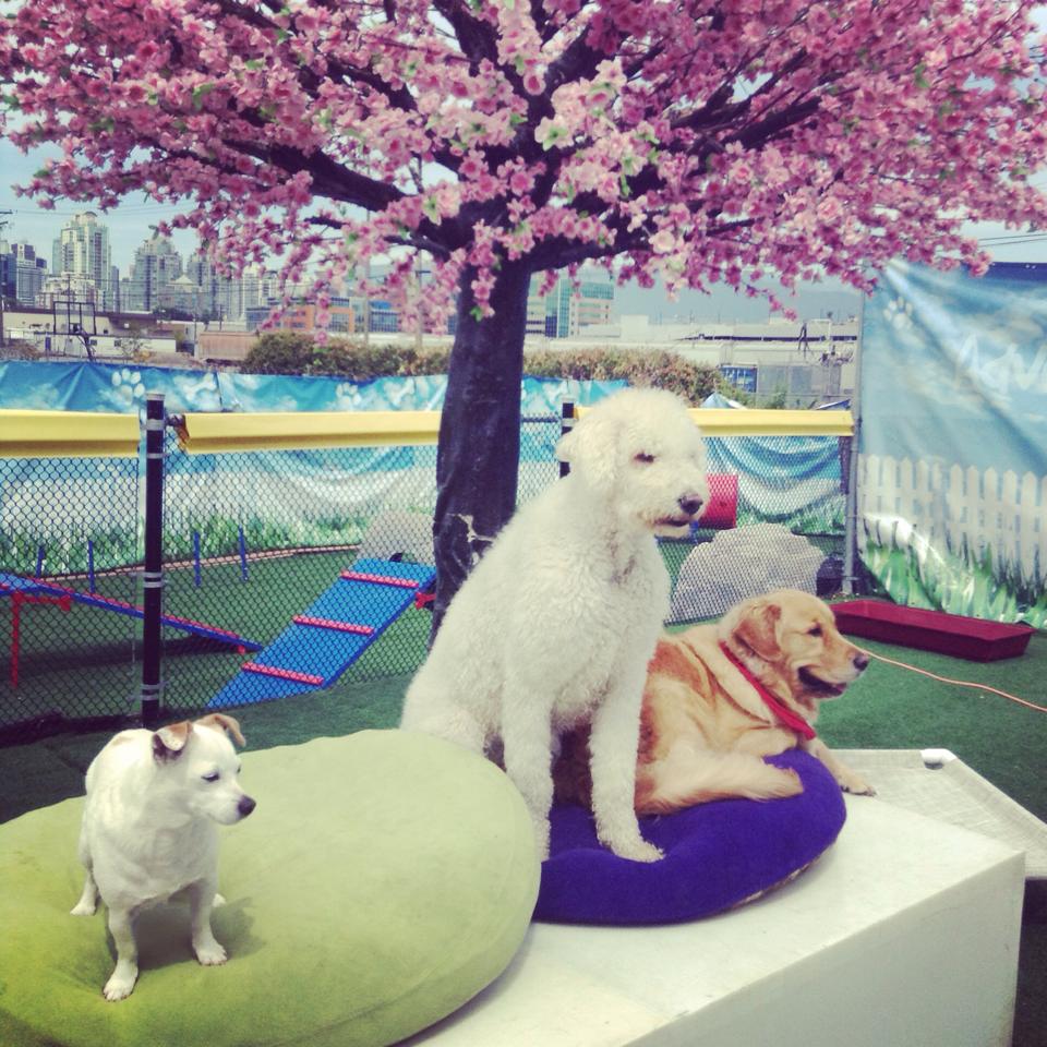 Adventureden's tweet photo. Sugar, Gibson &amp; Bentley loving life at our dog "Resort"! #kommodor #dogdaycarevancouver #vancouver #vancouversummer http://t.co/3gzpo8qqCJ