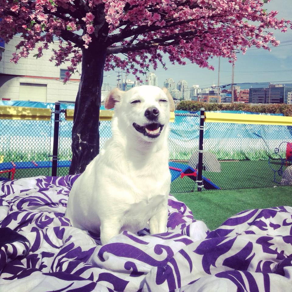 Adventureden's tweet photo. Loving this weather! Sugar on her vacation with us! #vancouver #dogvaykay #sugerpie #lovinlife http://t.co/8Yy8j9xmoY