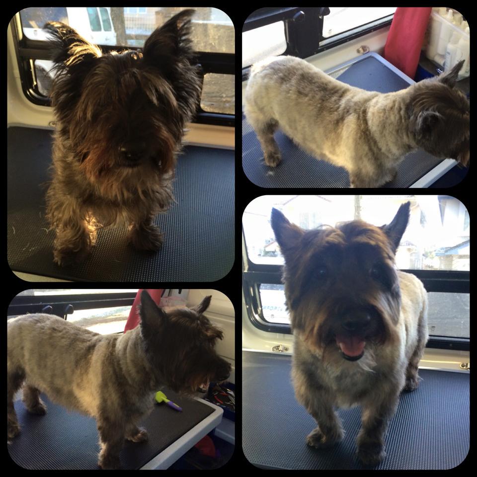 Adventureden's tweet photo. Our dog &amp; Cat groomer starts next week in our new upstairs!! Book now for a free consult! grooming@adventureden.ca http://t.co/9MlvVPkNlZ