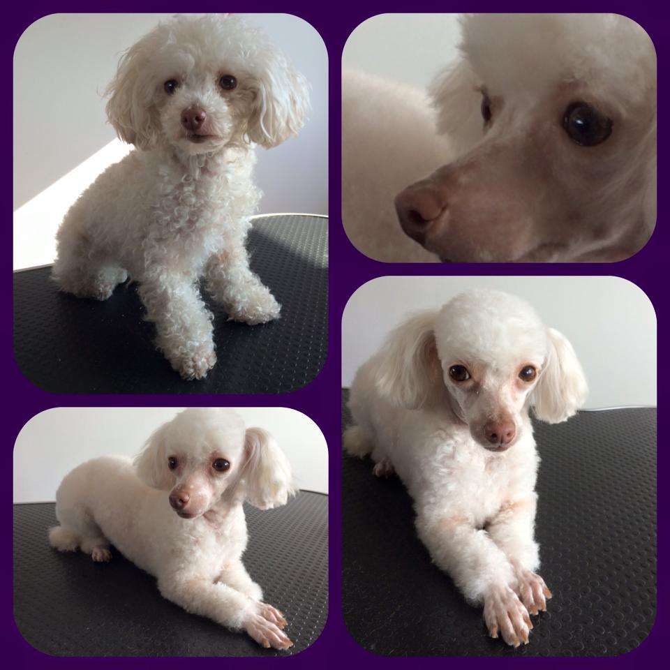 Adventureden's tweet photo. Our dog &amp; Cat groomer starts next week in our new upstairs!! Book now for a free consult! grooming@adventureden.ca http://t.co/9MlvVPkNlZ