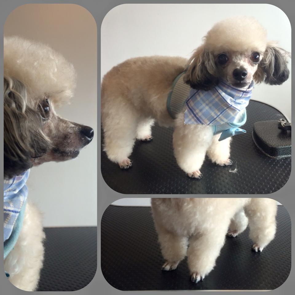 Adventureden's tweet photo. Our dog &amp; Cat groomer starts next week in our new upstairs!! Book now for a free consult! grooming@adventureden.ca http://t.co/9MlvVPkNlZ