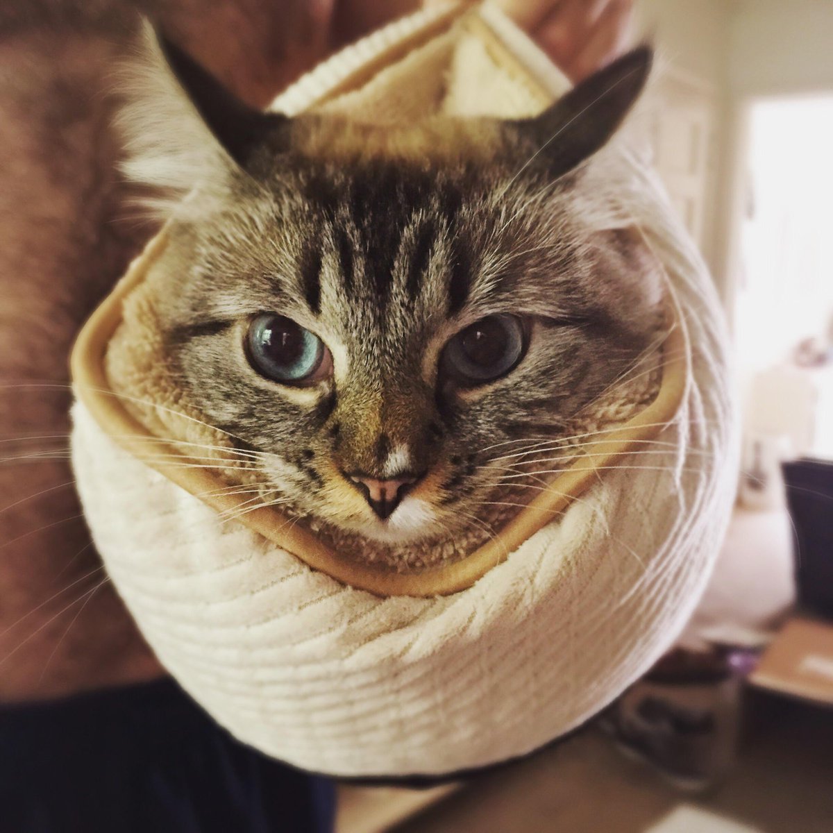 feline_crazy's tweet photo. #Kitty Taco - #cats #kitten http://t.co/NqMjDIHbK2