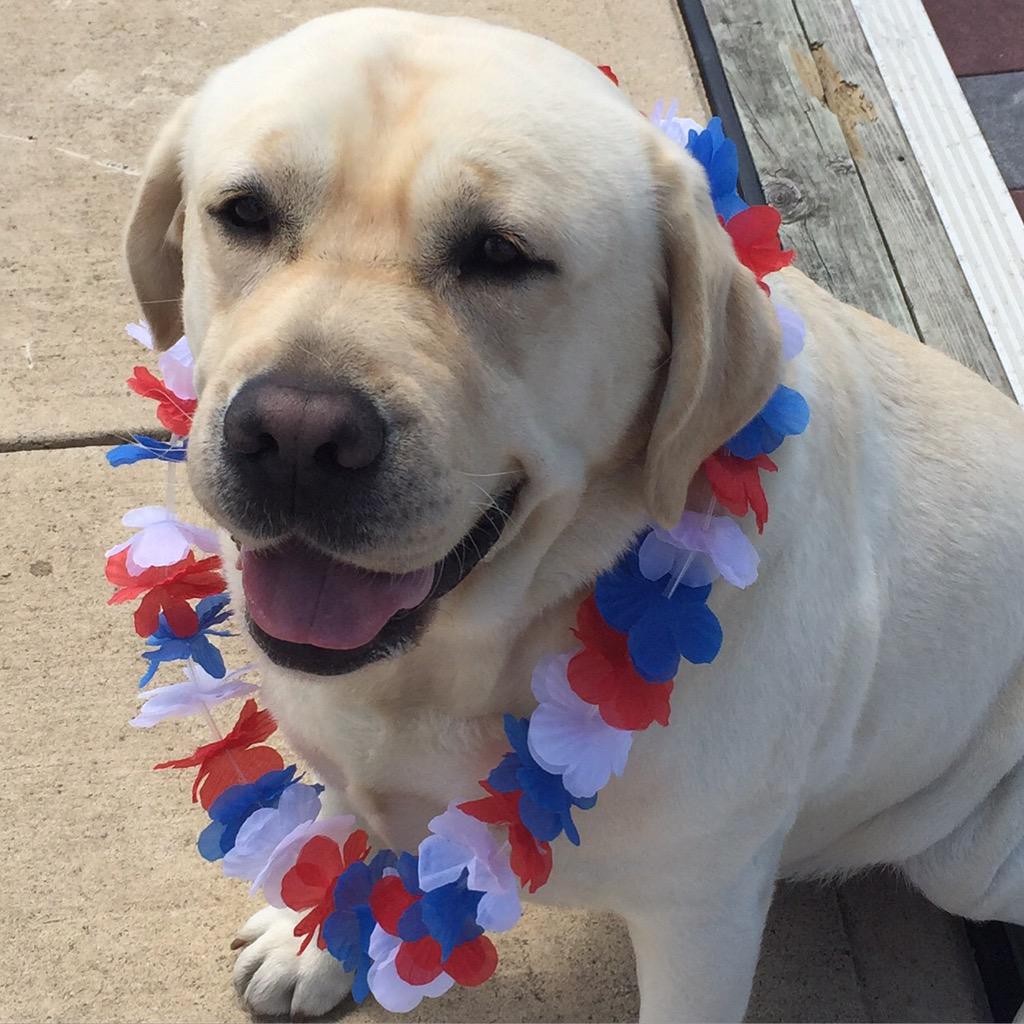 BmoreWaterTaxi's tweet photo. Counting down to the 4th of July! Timber is ready to celebrate! #baltimore #baltimorebecause #timberbwt http://t.co/BcGjHWNxBe