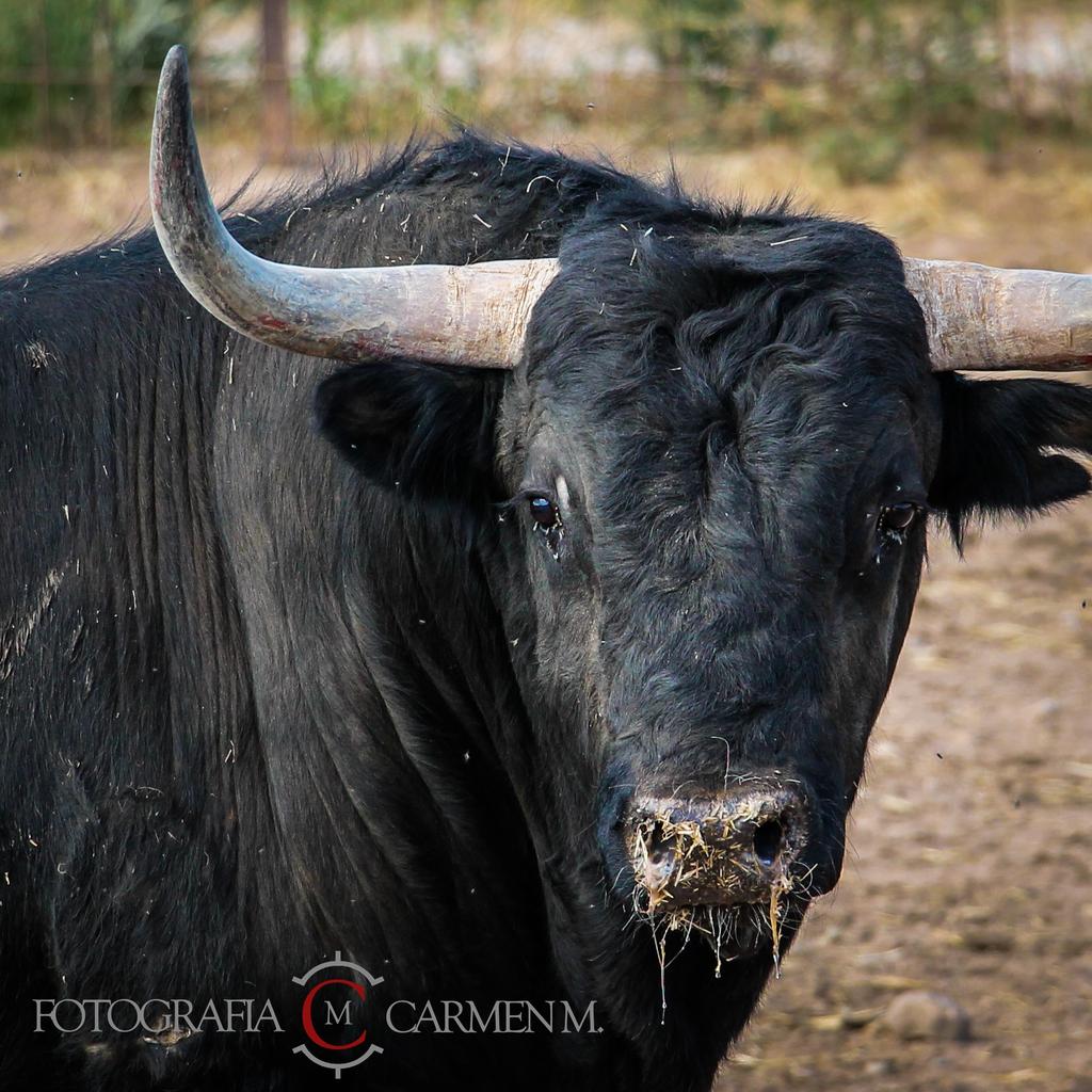 Qué tendrá este animal que tanto me gusta... #AmorPorElToroBravo #FotografiaCarmenMeroño 
<a href="/toropasion/">Toropasión</a>