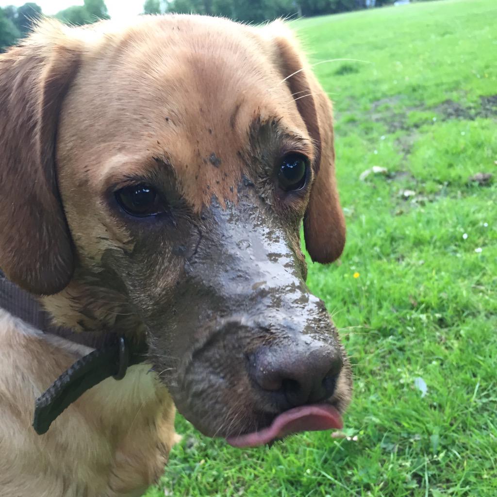 ABurgessracing's tweet photo. Third night in one week this has happened! #cheersroxy #bloodymut #ilovemud http://t.co/NsF2KeaOsB