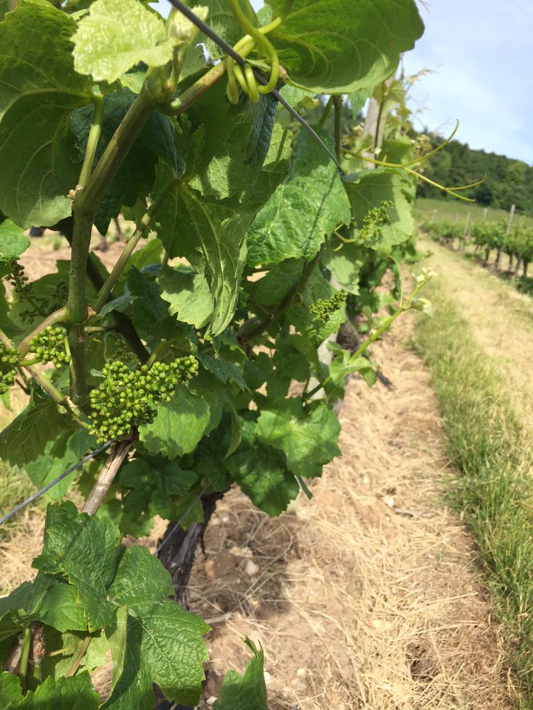 Denbies Wine Estate tweet media