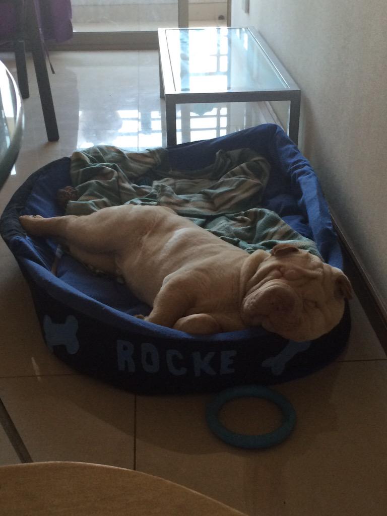 Roma_masuero's tweet photo. Feriado !#sharpei #sharpeilover #doglovers http://t.co/MT2Q5UJYx9