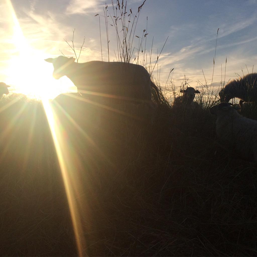 YVeenendaal's tweet photo. Het was weer een mooie avond aan #hetverlaat #sheepatwork @BuytenDelft @SheepatworkNL *NL op haar mooist* http://t.co/pD32hZb8mj