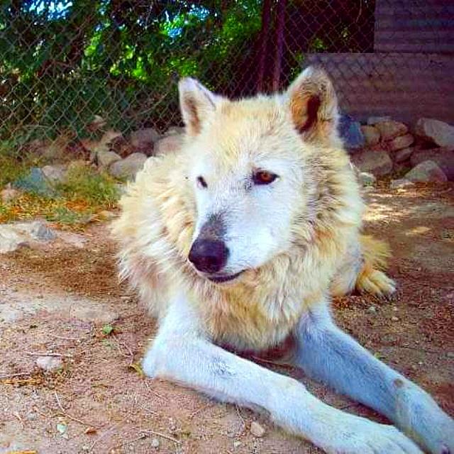 Sarahwhitewolf's tweet image. This is Segoni.  He is the wolf my boy is named after. Same spirits. #wolf #wolvesoftwitter #wolfsanctuary #love