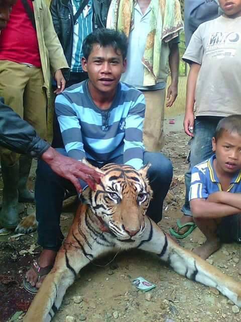 bundanese's tweet photo. Tolong bantu #RT tum @PartaiSocmed semoga bisa viral. Pembunuhan hewan yg hampir punah #SaveHarimau http://t.co/PYlSJ1zVft