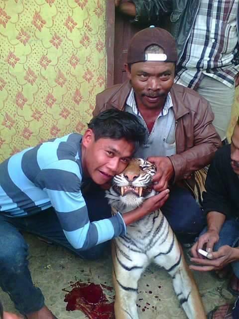 bundanese's tweet photo. Tolong bantu #RT tum @PartaiSocmed semoga bisa viral. Pembunuhan hewan yg hampir punah #SaveHarimau http://t.co/PYlSJ1zVft