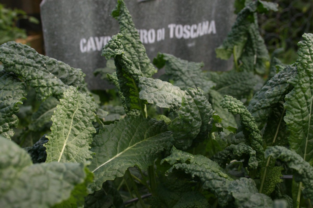 italianseedsnz's tweet photo. loves this cold blast we are having. Makes it so much sweeter #tuscan #cavolonero 8 gr pkt $7.50 #lotsofseeds http://t.co/f9UJxfJxcE