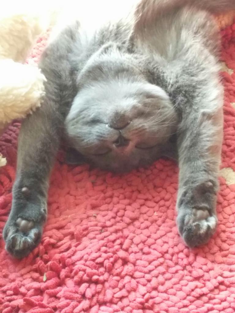 Surlyiously's tweet image. Now that's a good sleep right there. The door mat is where its at. #missmuscat