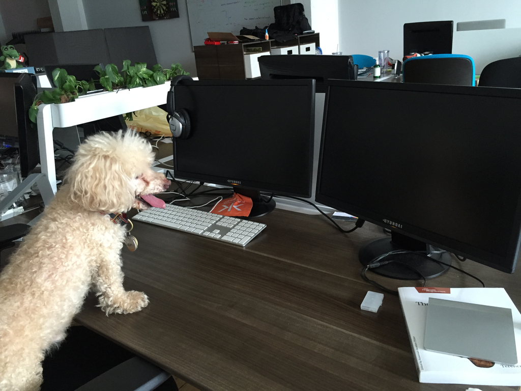 TomAtFlow's tweet image. @amyhermes @ErinKnowsRisk I tried to teach Teddy to code that day. #WeekendHacking #CloudPets #PostSmorgasburgPoodle