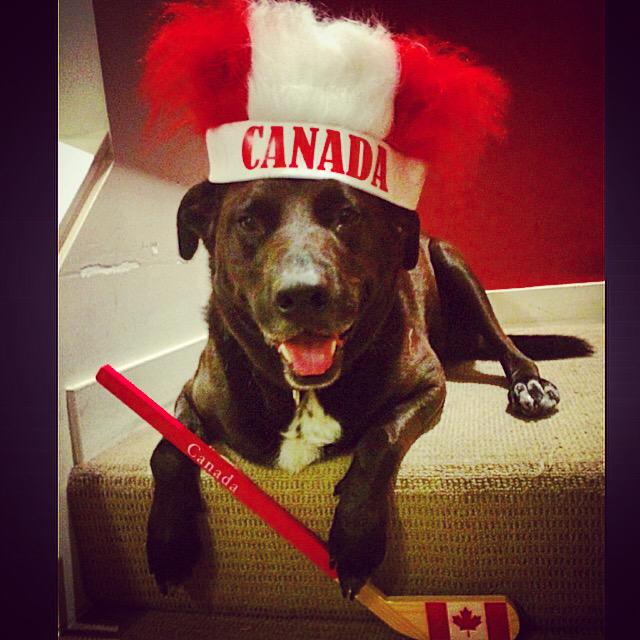 DogTreatNews's tweet photo. RT #DroolRules: http://t.co/CsbyrYP2xk Proud #CanadianDog - getting ready for #CanadaDay ! #vancitybuzz #dogs #a… http://t.co/Ou99zjZtqZ