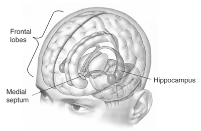Neuroscience News tweet media