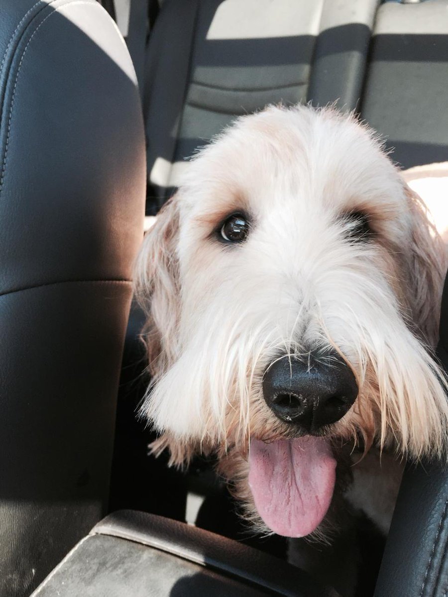 Lib_bme's tweet image. Ginger