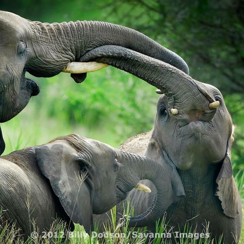 elephantsdc's tweet photo. #IvoryIsNotArt
6 to 9 p.m. June 30 - Faust Harrison Pianos, NYC - night of #ivoryfree art & music
#IvoryFreeMUSIC http://t.co/KcqiCijHaw