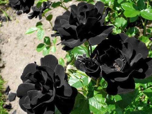 anagiselis's tweet image. Rosas negras, lindas não é. ?