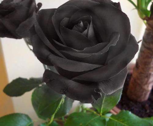 anagiselis's tweet image. 