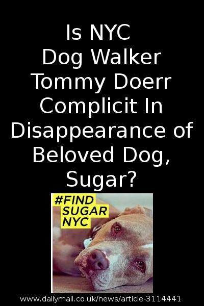 MIPooh's tweet photo. #dogs #lostdog
127 Days Ago Sugar Disappeared In #NYC
She's Not Been Seen Since
#Help #FindSugarNYC
$10k Reward http://t.co/CmToWDWpHD