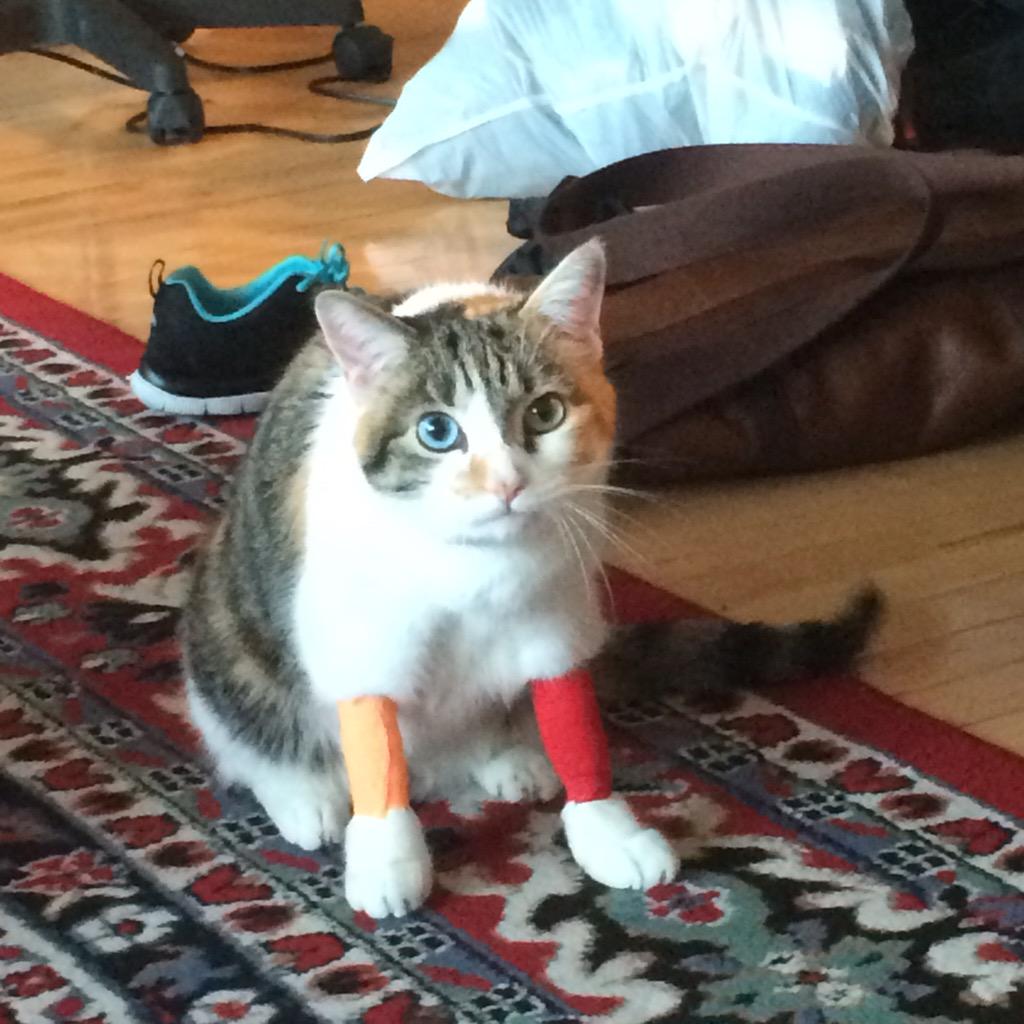 ZoeyModel's tweet photo. These bandages are so not flattering #cat #model #CatsOfTwitter #sickproblems http://t.co/SLrp9R6Pin