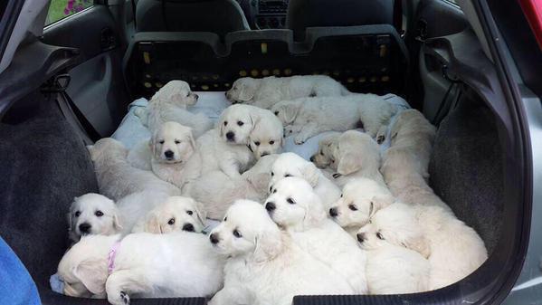 tbhplzdont's tweet photo. me as a wife coming home from the "grocery store" http://t.co/no4ubGBdqH