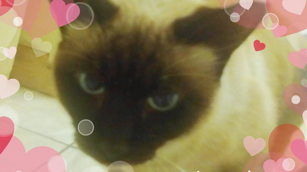 cindy_jagger's tweet photo. My Simone... <3 http://t.co/a3gf1XSyNd