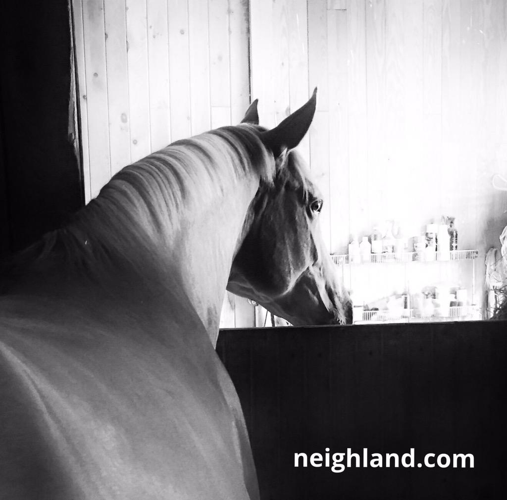 Neighland's tweet image. Sweet Sophie hanging out before I took them out this evening!! 😃
